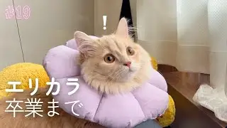 【回復】顔をこすりつけるわたげ、可愛すぎました｜去勢手術後1週間