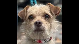 Little dog 