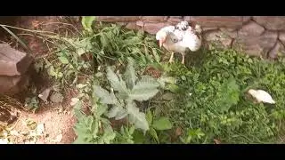 Chicks enjoy evening beautiful weather #viralvideo #hasnain Murree H.D