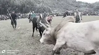 Jarah heh vs Pring nangbha