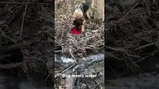 #dog2023