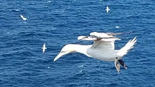 Troup Head Gannet Colony