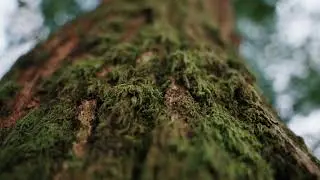 Ode to the forest - Sony A7S3 4k Cinematic Footage