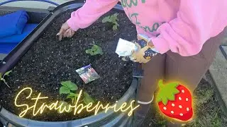 Growing Strawberries in a Raised Bed 🍓 | 4x2 Galvanized Garden Bed with Legs (No Dig Gardening)