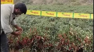 Akshay seeds AKSHAY 472 Call - 9640050046 #chilli #chillifarmer #piduguralla 