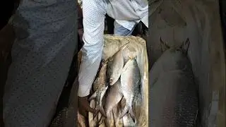 FISH MARKET: NBL Fish | Howrah | viral Fish Cutting video#shorts #fish