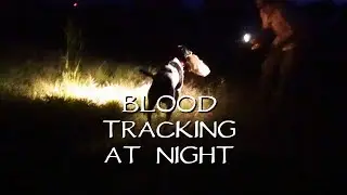 Train Your Dog to Blood Track - Night Work - Versatile Dog Training