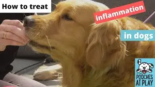How to treat gut inflammation in dogs