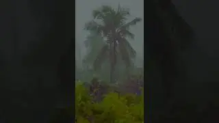 The best rain and wind sounds #rain #wind #asmr
