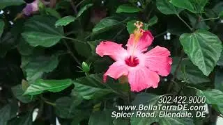 Bella Terra Garden Center Spring 2023