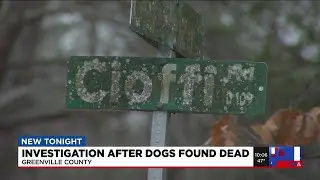 ‘They were beautiful dogs’: Woman describes finding two dogs shot to death in Greenville County