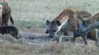 4K Hyena Scavenging at Dusk