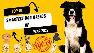 Top 10 SMARTEST Dog Breeds of 2022 | Legendary dogs #top10 #top10dogs #smartdogs