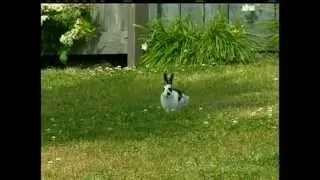 Parksville Neighbourhood Petitioning for Rabbit Cull