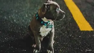 Night Ambience of Street Dogs Barking - Sounds for Sleeping