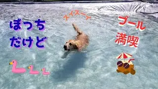 穴場スポットのドッグラン！散歩コースも広すぎた。ゴールデンレトリバーyou／優【ゆるっとな日常生活】