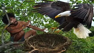 A forest man found a eagle nest on the higher tree - steal eagle eggs and cooked in mountain hole