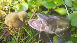 Big Monster Unique Chicken Hunting | Best Hunting Style Video On YouTube | Monster Vs Hen Baby 2020|