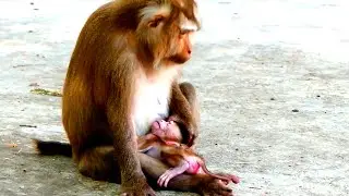 Sad Story ! Mama monkey Ally angry with baby Albert, Ally drags and bites Albert's baby badly