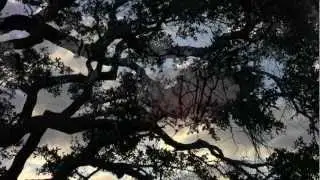 Relax under Live Oak Trees at Goose Island State Park with Guitar by James Curran (revised)
