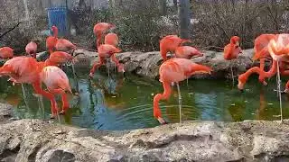 Zoo To You: Flamingle with our flamingos!