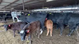LOT 3 PEN 245B