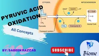 Pyruvic Acid Oxidation | All Keypoints || Class 11 Biology | MDCAT