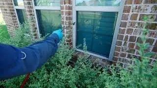 Professional Pest Control in Wylie, Texas
