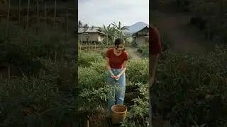 Clara sedang panen cabai rawit 😁#suasanapedesaan ,#sliceoflife ,#ai