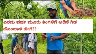 ಎರಡು ವರ್ಷ ಮೂರು ತಿಂಗಳಿಗೆ ಅಡಿಕೆ ಗಿಡ ಹೊಂಬಾಳೆ ಹೇಗೆ ?? Contact: 7892811691 / 8722055196 (For Jeevamrutha)
