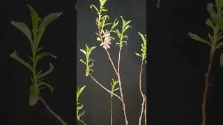 Partage d'un nouveau projet! Amandier de russie (Prunus tenella)