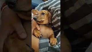 Ore konjals tha🥰🥰😍 #petshub #dachshund #pets #peace #love #comedy #dog #doglife