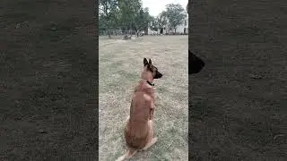 Belgium shepherd dog#dog play video#viral