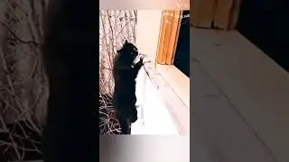 Super Hero Cats😻 #Pet Animals #Cats #Viral Shorts