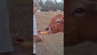 Sweet Cow Gets A Sweet Treat