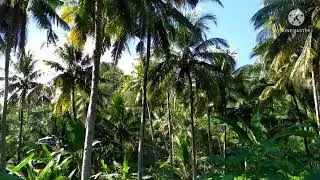 TEMPAT MANCING DI PANTAI NDALANGAN PANGGUL