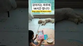 강아지 상식 🐶💤 다분절 수면(polyphasic sleep)