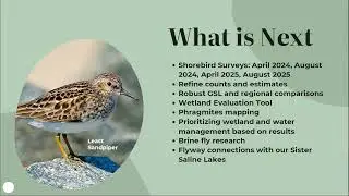 Great Salt Lake Shorebirds: Perspective Across the Lake and Region (2023 Watershed Symposium)