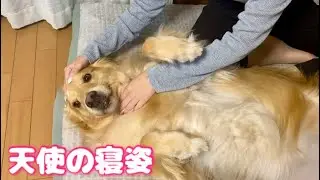 赤ちゃんポーズで甘える♡ 姉に布団を取られても幸せそうなゴールデンレトリバー