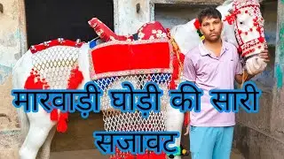 मारवाड़ी घोड़ी की साड़ी सजावट।