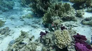 Broomtail wrasse - Cheilinus lunulatus