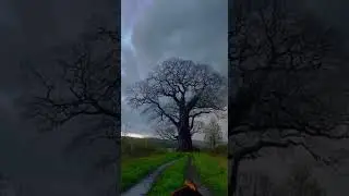 A tree gets struck by lightning #subscribe #tree #thunderstorm #lighting #thunder