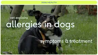 Does your dog have allergies? Common Symptoms + Treatment