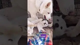Inspection couverture version Husky 🐻&zwj;❄️🤡