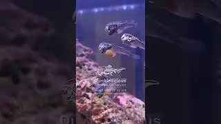Dunkleosteus Larvae Behavior: We achieved the first successful captive breeding of Dunkleosteus.