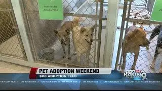 Pet Adoptions at Pima Animal Care Center