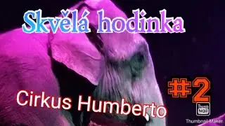 Cirkus Humberto 2022 Sloni