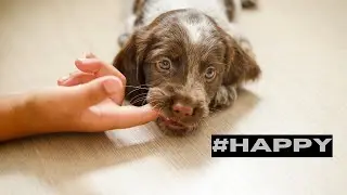 The Secret Language of Happy Dogs #d