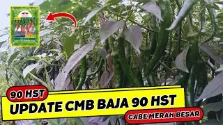 Metode Tanam Cabe Merah Besar Dari Awal, 90 HST