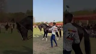 STALLION BADAL DHANTA JALORE SIRED BY ATISUNDAR #horse #marwadistallion #horsemusic #quarterhorse